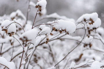 snow covered branches