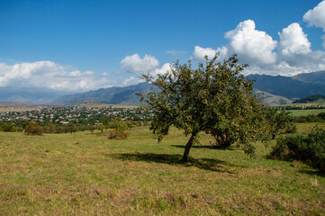 Obraz premium An apple tree with fruits on branches on a clear sunny day