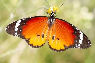 Danaus chrysippus, plain tiger, butterfly feeding on the flower with green background
