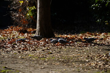 鳩