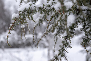 Winter withs snow in Lithuania