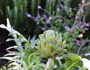 Fototapeta premium garden artichoke 