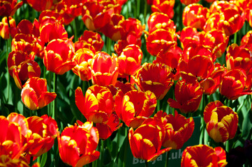 red and yellow tulips