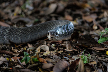 snake in the grass