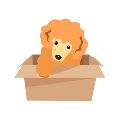 Fototapeta premium A small dog sits in a cardboard box