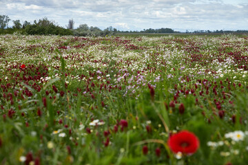 bunt blühende frühlingswiese von tiefem standpunkt