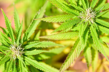 Vista de cerca de hojas y flores de una planta de marihuana  (Cannabis)