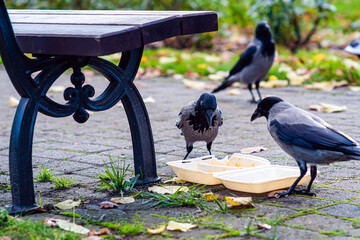 crows in the park at the rubbish bin eat leftovers from a plastic box
