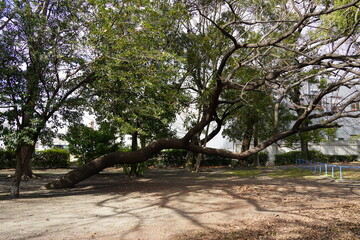 斜めに生えた木