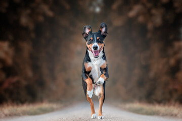 Happy Dog running fast with floppy ears, appenzeller sennenhund
