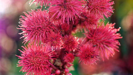 Miracle tree rizinus ricinus communis fruit flower blossom plant ornamental plant Castor oil plants...