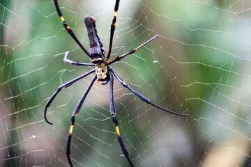 Seidenspinne
