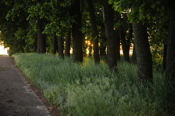 Naklejka premium Summer sunny landscape at sunset of the day in nature