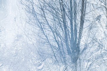 Trees in the misty weather seen through a frosted glass