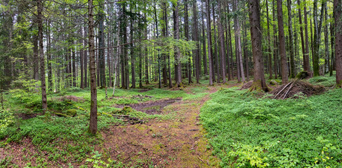 Waldpanorama auf dem Hasliberg im Berner Oberland