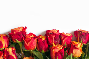 Red and yellow roses isolated on white background. Flat lay, top view, free copy space.