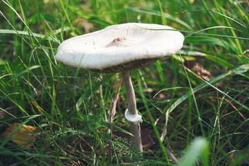 white mushroom in green grass in the forest in the summer of autumn macro horizontal photo