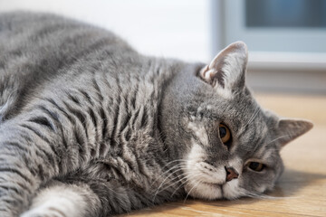 British shorthair cat rests on the living room floor.