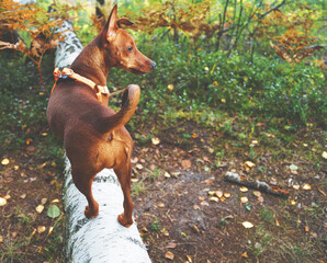 young dog breed dwarf pinscher on the hunt in the forest looks prey pet beautiful autumn landscape horizontal photo