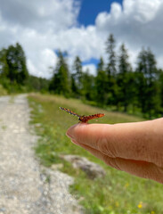 Schmetterling auf einem Finger