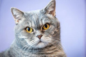face of a cute British shorthair cat on a lilac background