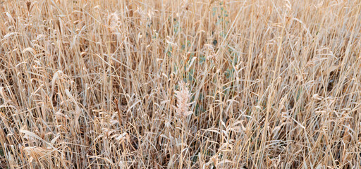 Golden field with Flower meadow