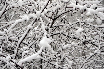 tree branches in the snow