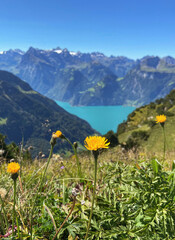 Löwenzahn auf dem Fronalpstock mit dem Urnersee im Hintergrund.
