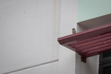 Small sparrow perched on the ledge of a building alone