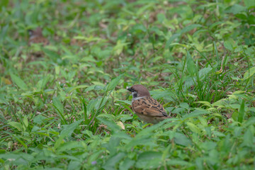 Naklejka na ściany i meble Small sparrow in a field of grass alone