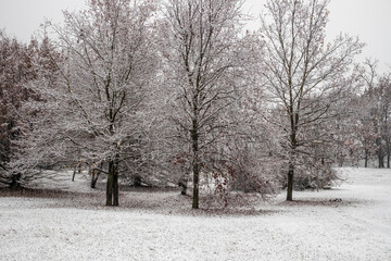 snowy trees of my city 