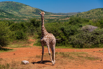 giraffe in the savannah