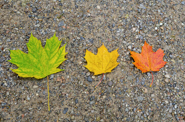 Blätter im Wechsel der Jahreszeiten