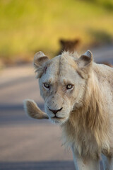 a rare white lion in the wild - Kruger National Park