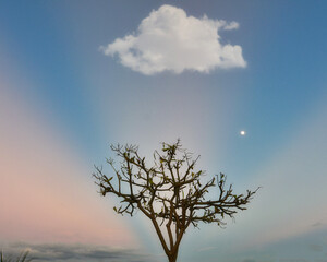 Fototapeta na wymiar tree in the sky with clouds