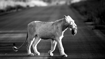 Fototapeta premium Rare white lioness playing with elephant dung.