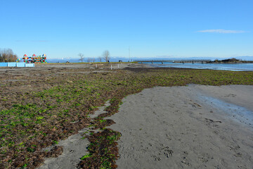 Winter on a popular beach in Grado, Friuli-Venezia Giulia, north east Italy. The seaweed covering the sand isn't cleared out of season
