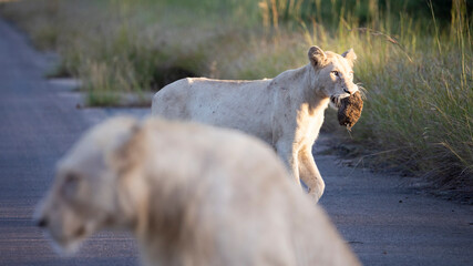 Rare white lioness playing with elephant dung.