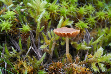 Inedible mushroom Galerina graminea in the xerothem meadow. Known as turf bell. Wild tiny mushroom growing in the moss.