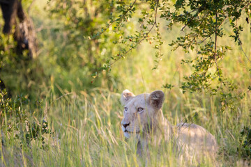 white lioness hiding in tall green grass