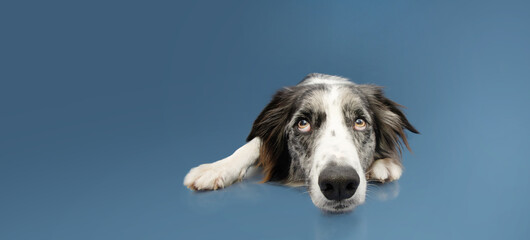 Sad border collie dog looking up and lying down on blue colored background.