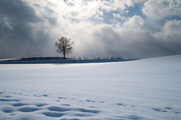 冬美瑛光芒降り注ぐ大地
