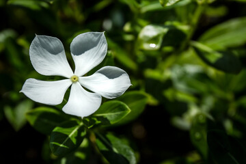 White jasmine on the leaf background