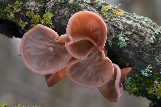 Edible mushroom Auricularia auricula-judae in the floodplain forest. Known as Jew's ear, wood ear,  black fungus or jelly ear. Wild mushrooms growing on the wood.