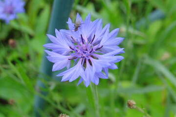 lilac cornflower flower