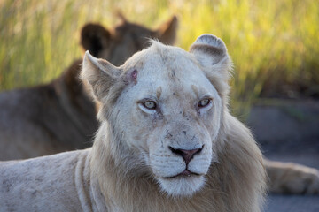 a rare white lion in the wild - Kruger National Park