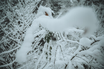Ast im Winter