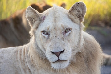 a rare white lion in the wild - Kruger National Park