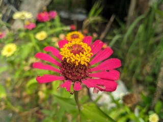 Red Common zinnia 