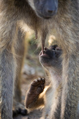 baby chacma baboon suckling
